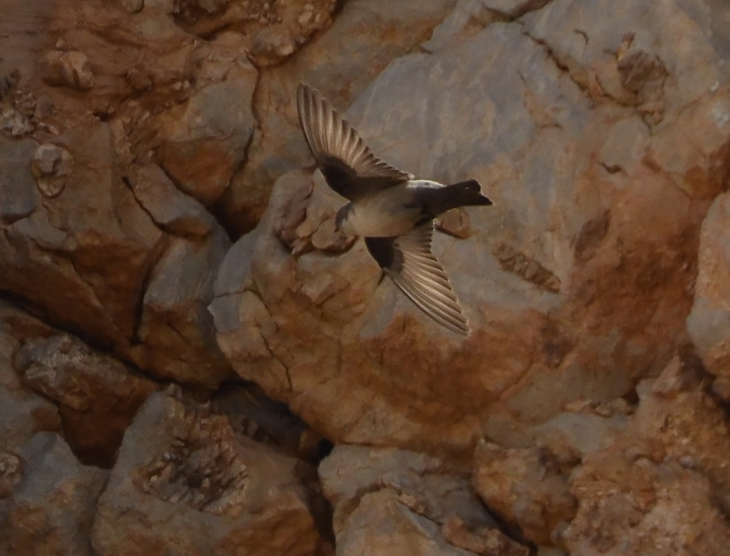 Eurasian Crag Martin