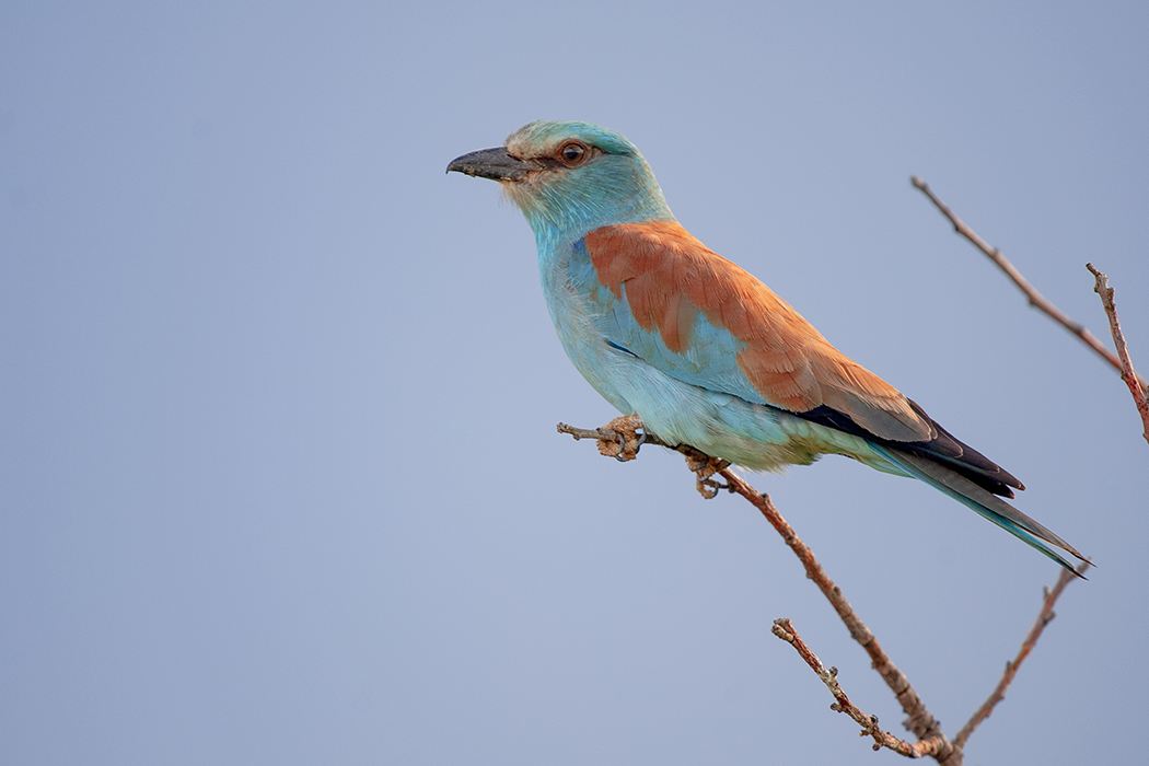 European Roller