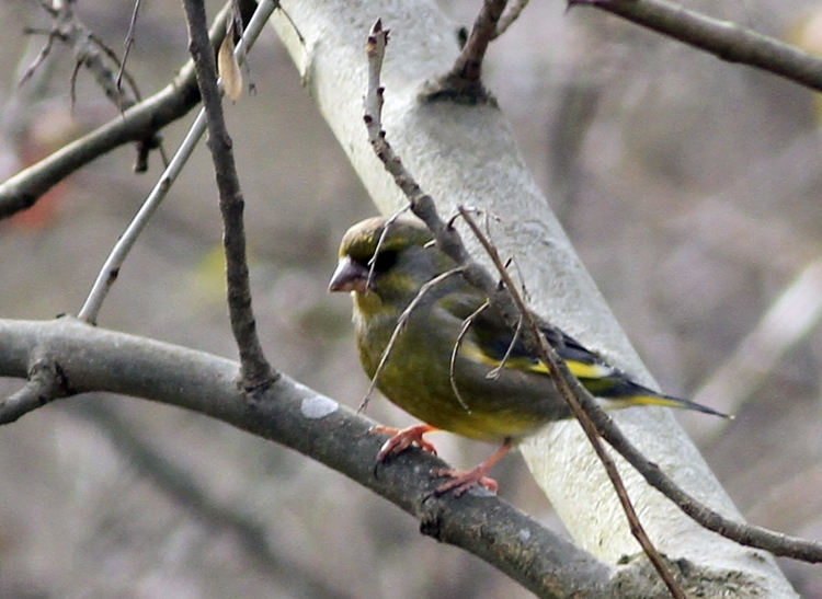 European Greenfinch