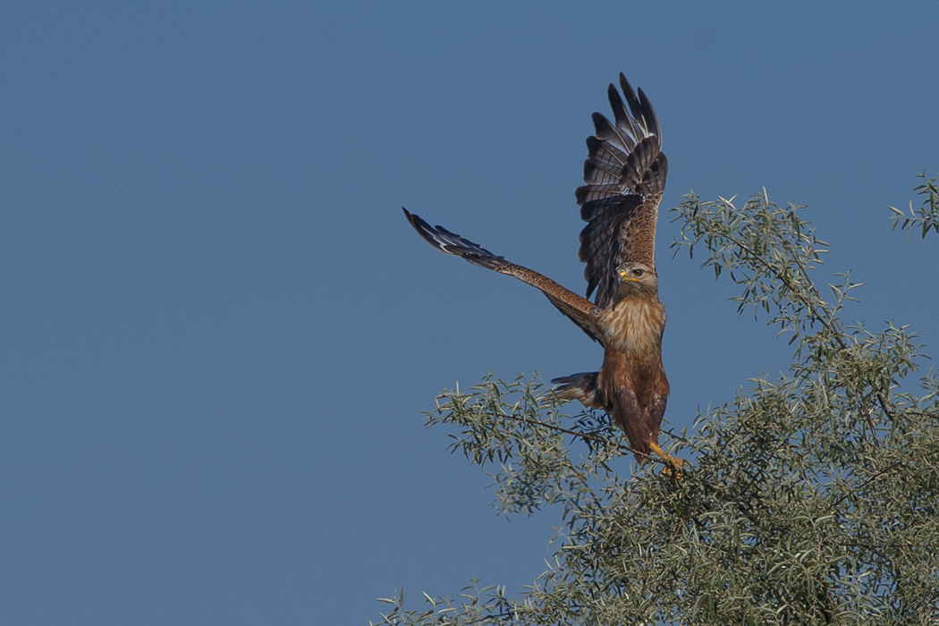 Long-legged Buzzard