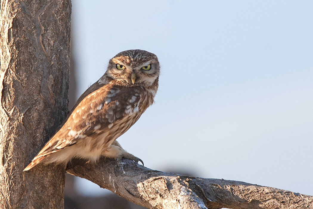 Little Owl
