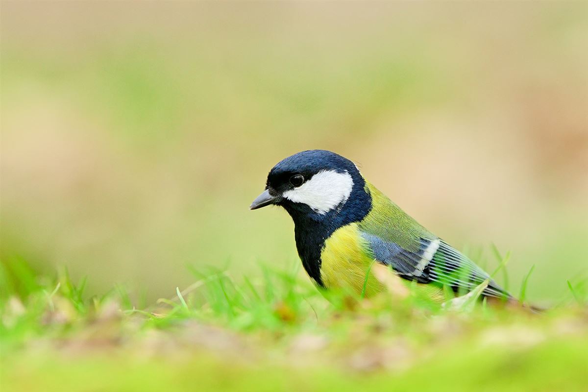 Great Tit