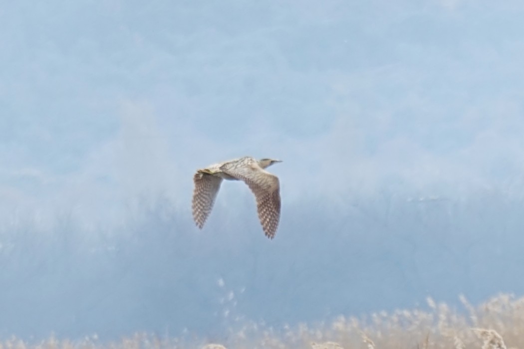 Eurasian Bittern