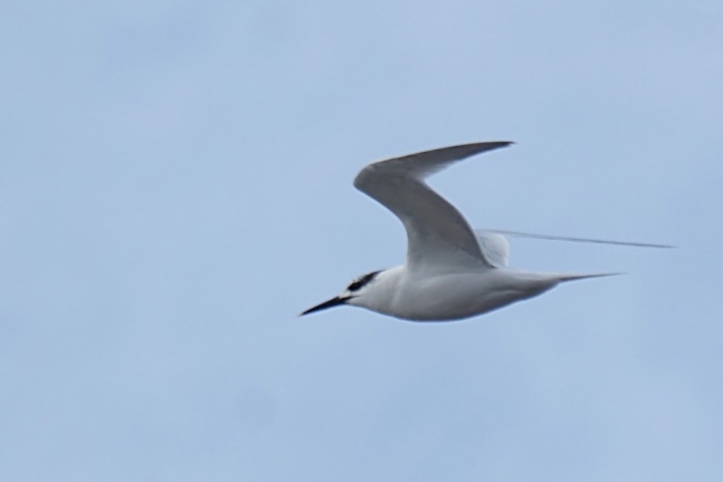 Sandwich Tern