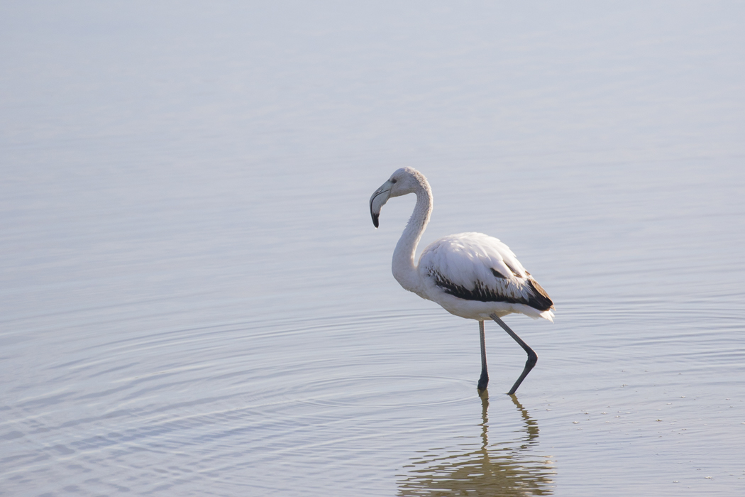 Greater Flamingo