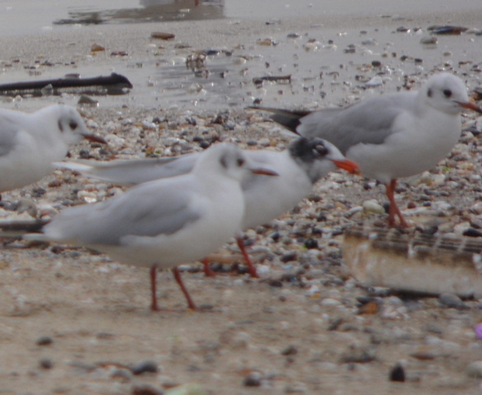 Mediterranean Gull