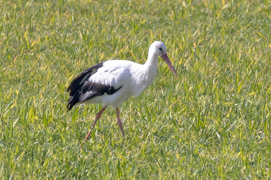 White Stork