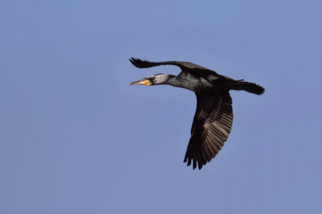 Great Cormorant