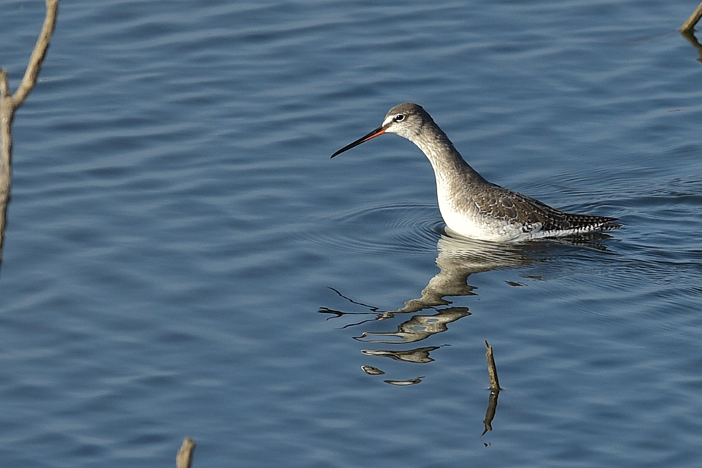Spotted Redshank
