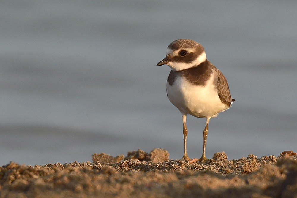 Common Ringed Plover
