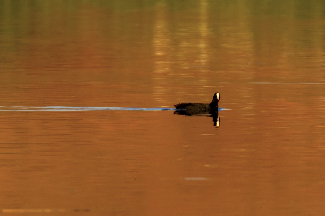 Eurasian Coot