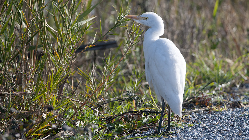 Western Cattle Egret
