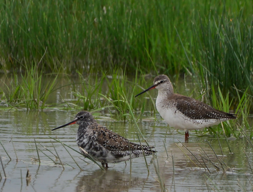 Spotted Redshank