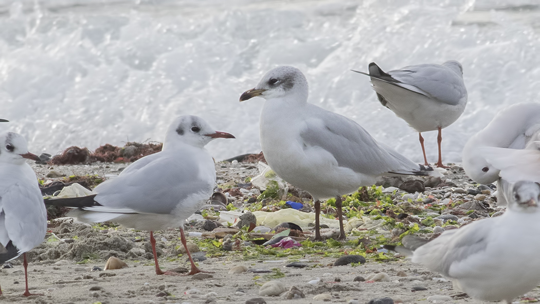 Mediterranean Gull