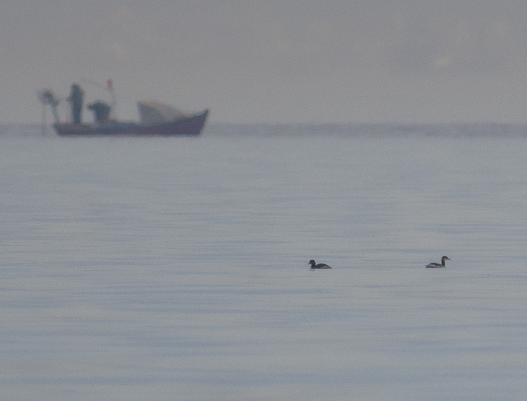 Red-necked Grebe