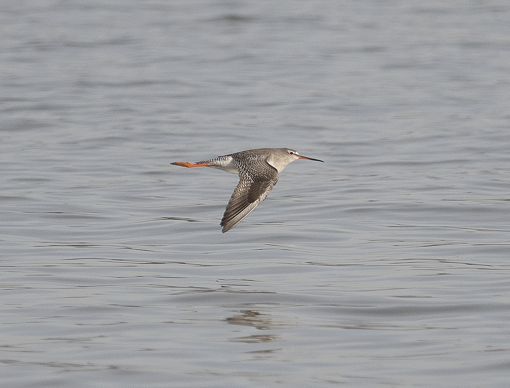 Spotted Redshank