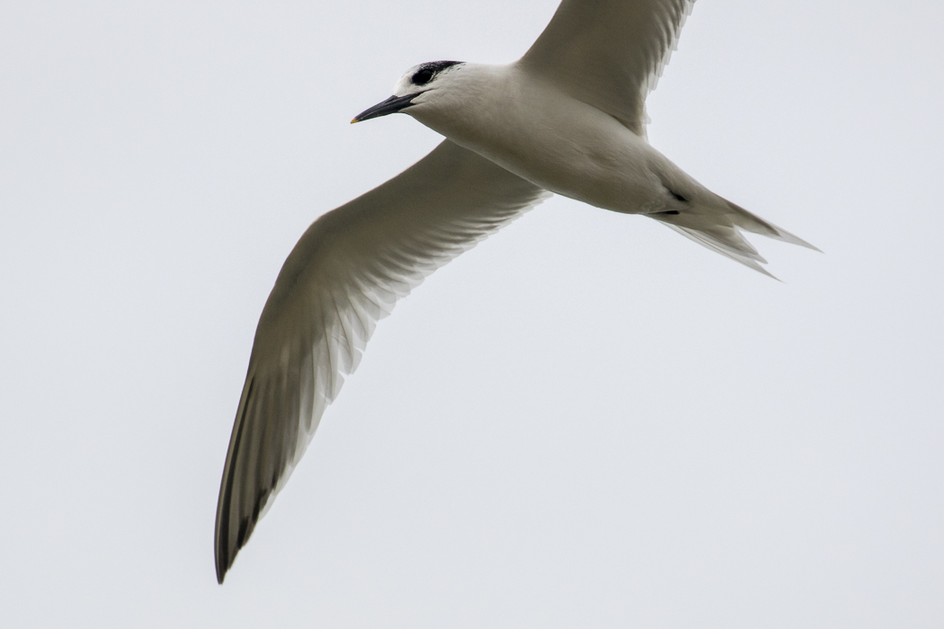 Sandwich Tern