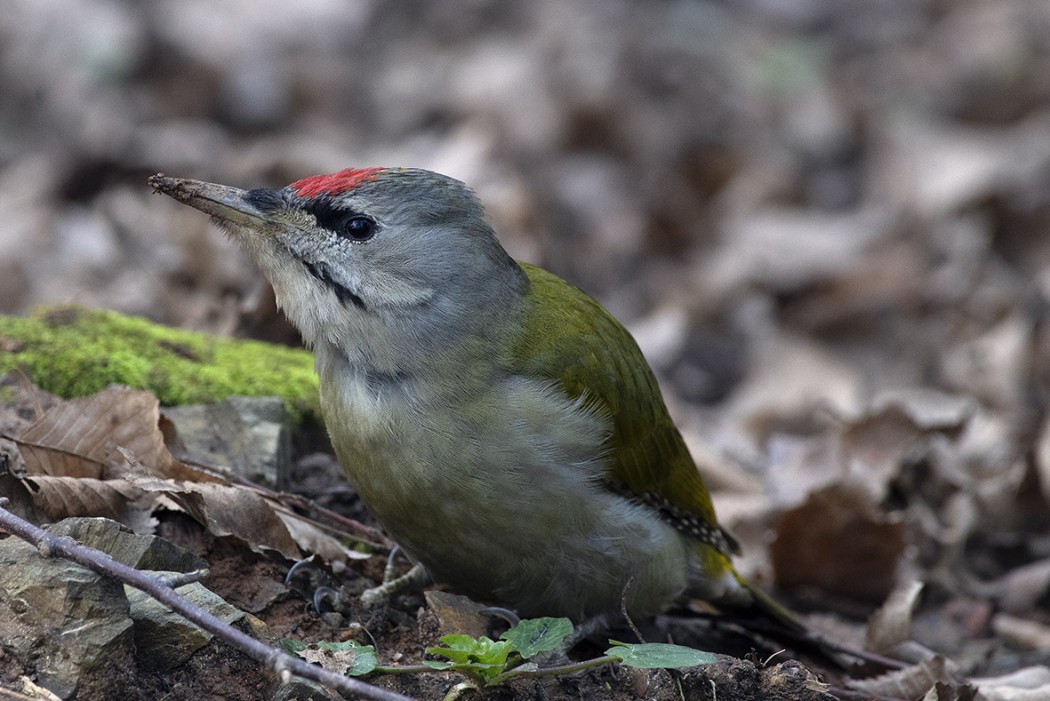 Grey-headed Woodpecker