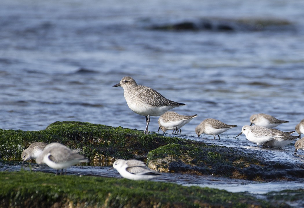 Grey Plover