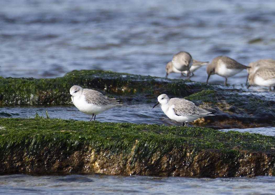 Sanderling