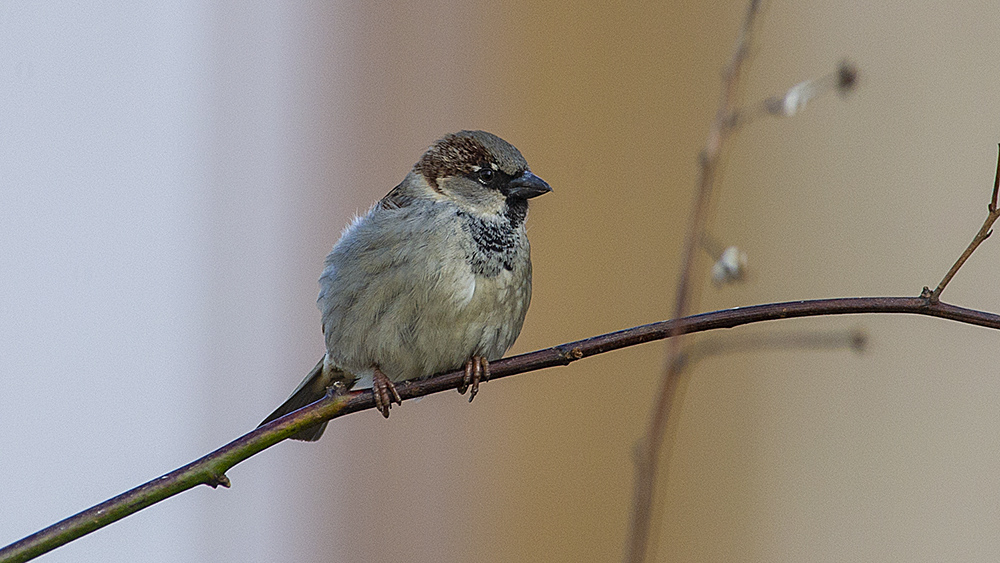 House Sparrow