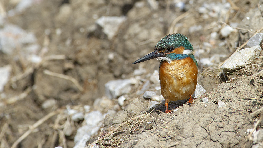 Common Kingfisher