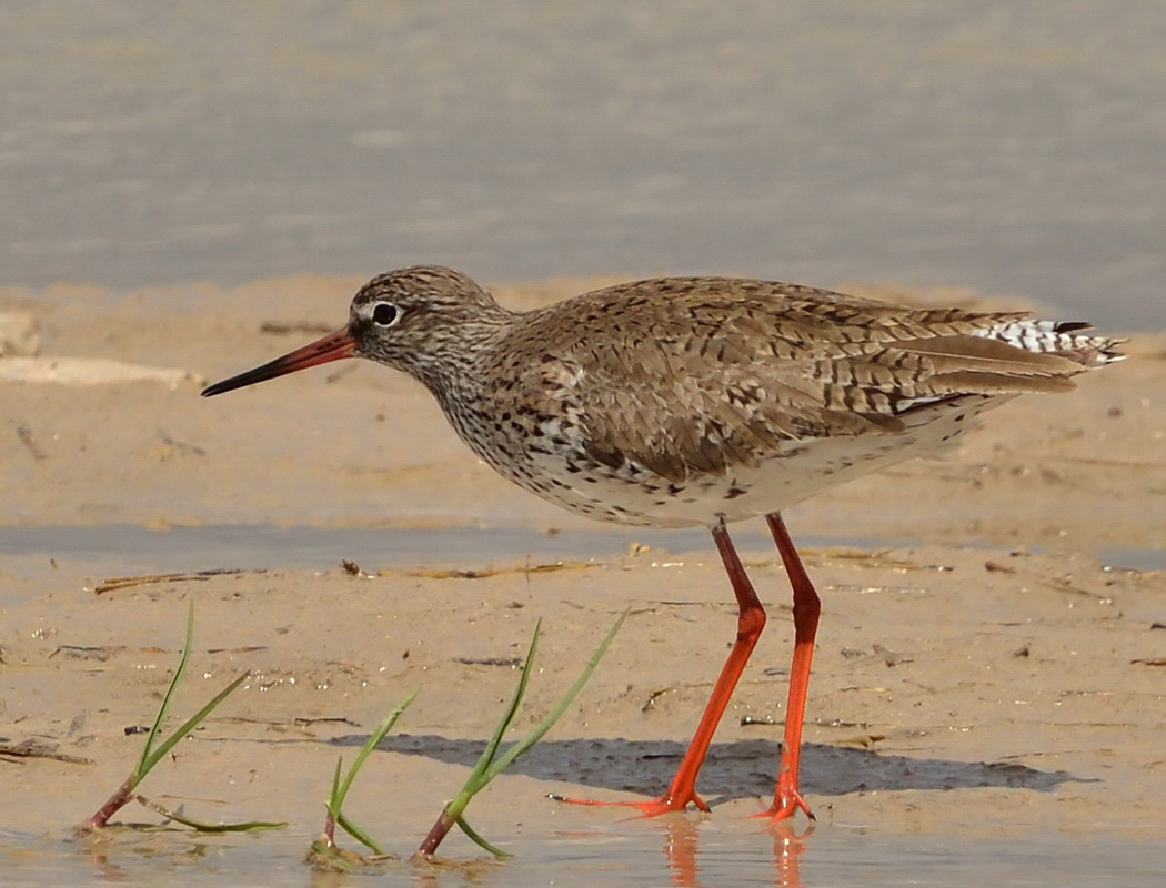 Common Redshank