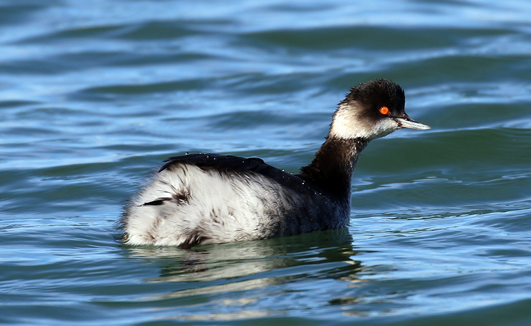 Black-necked Grebe