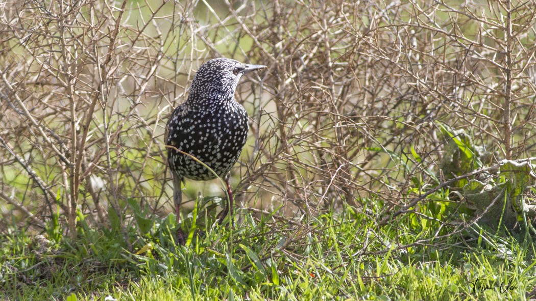 Common Starling