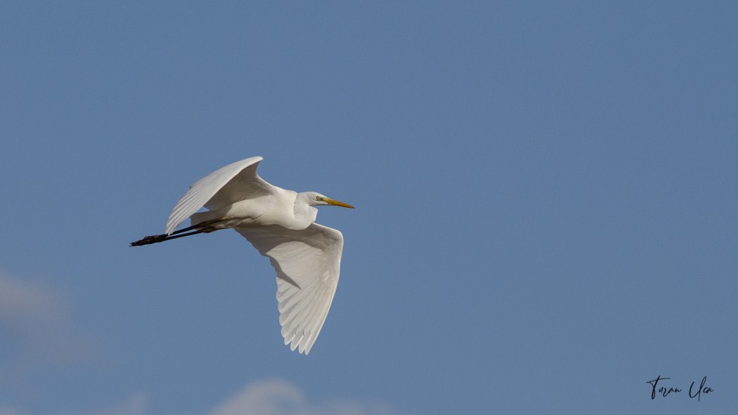 Great Egret