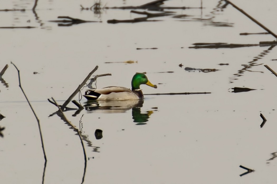 Mallard