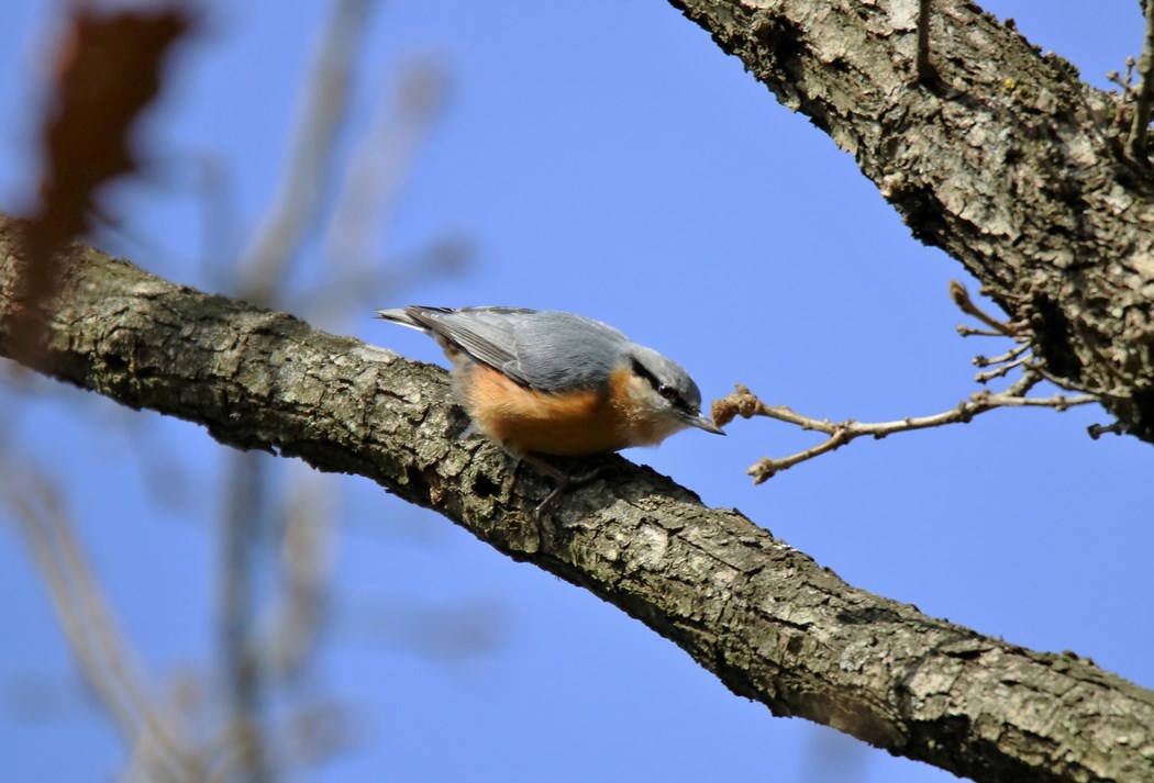 Eurasian Nuthatch