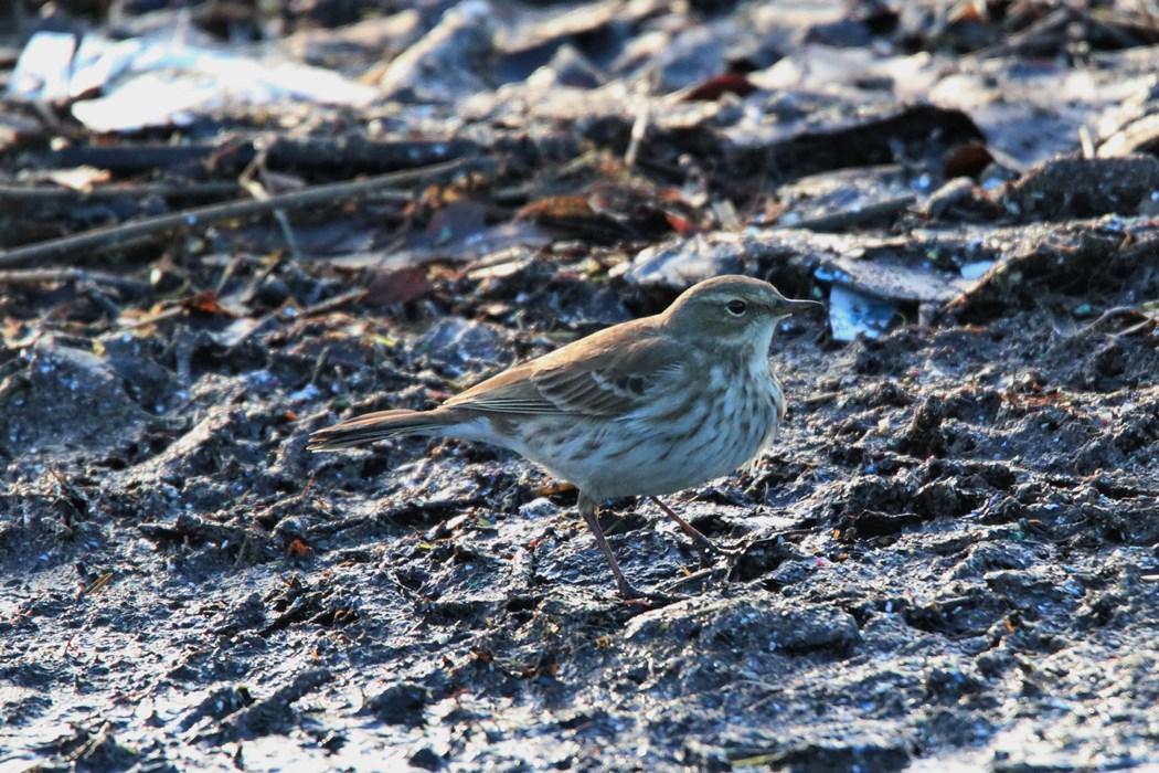 Water Pipit
