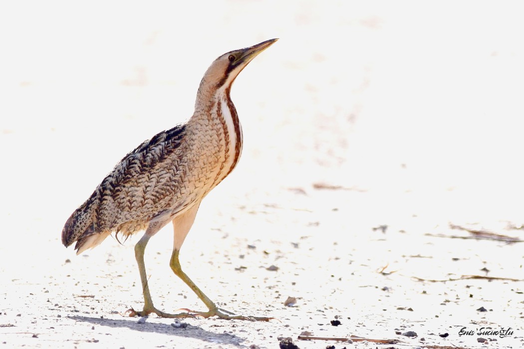 Eurasian Bittern