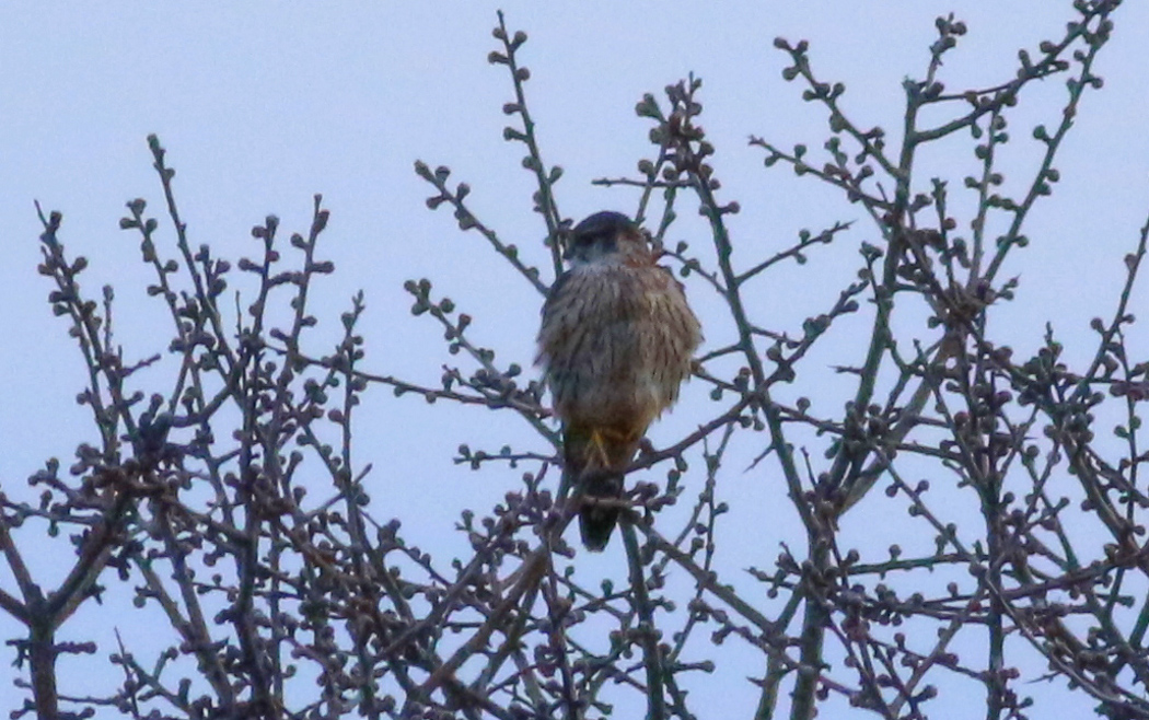 Merlin