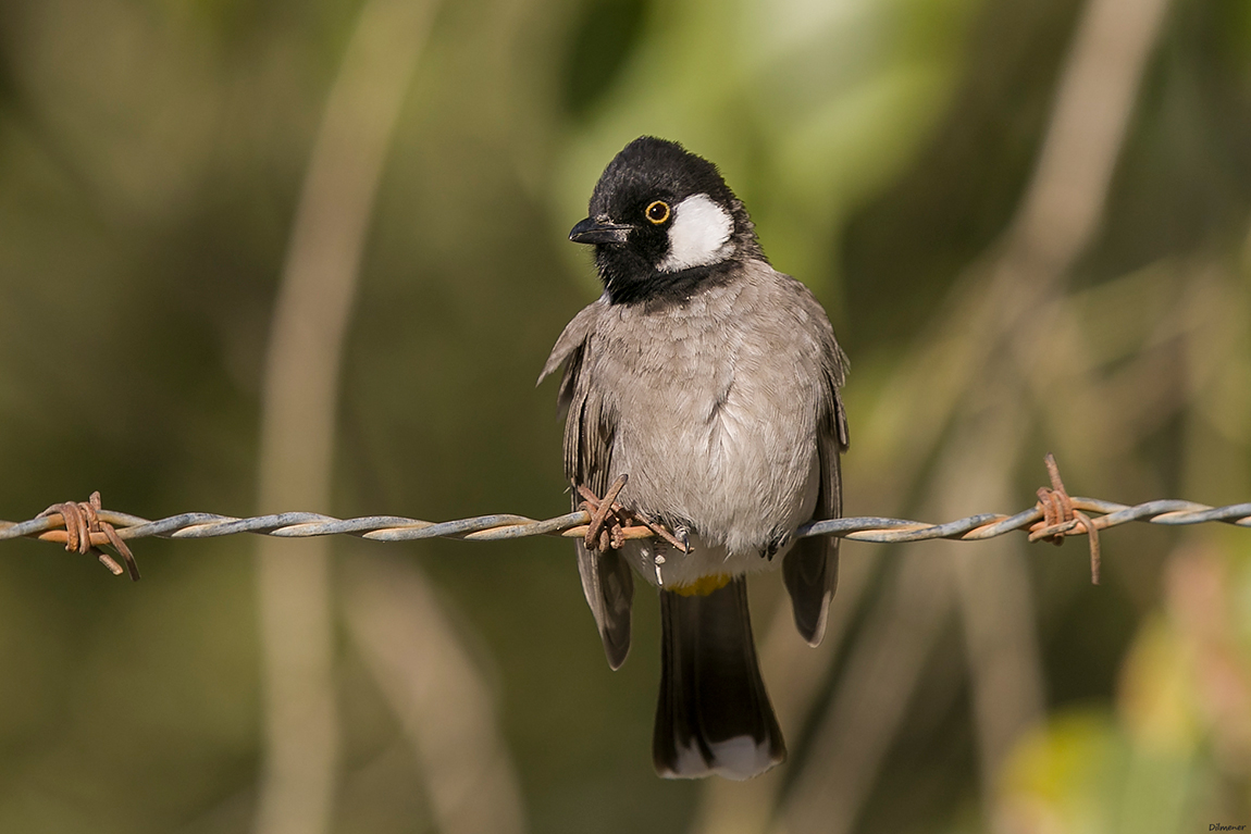 White-eared Bulbul