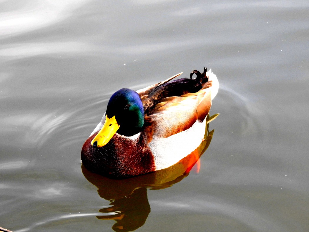 Mallard