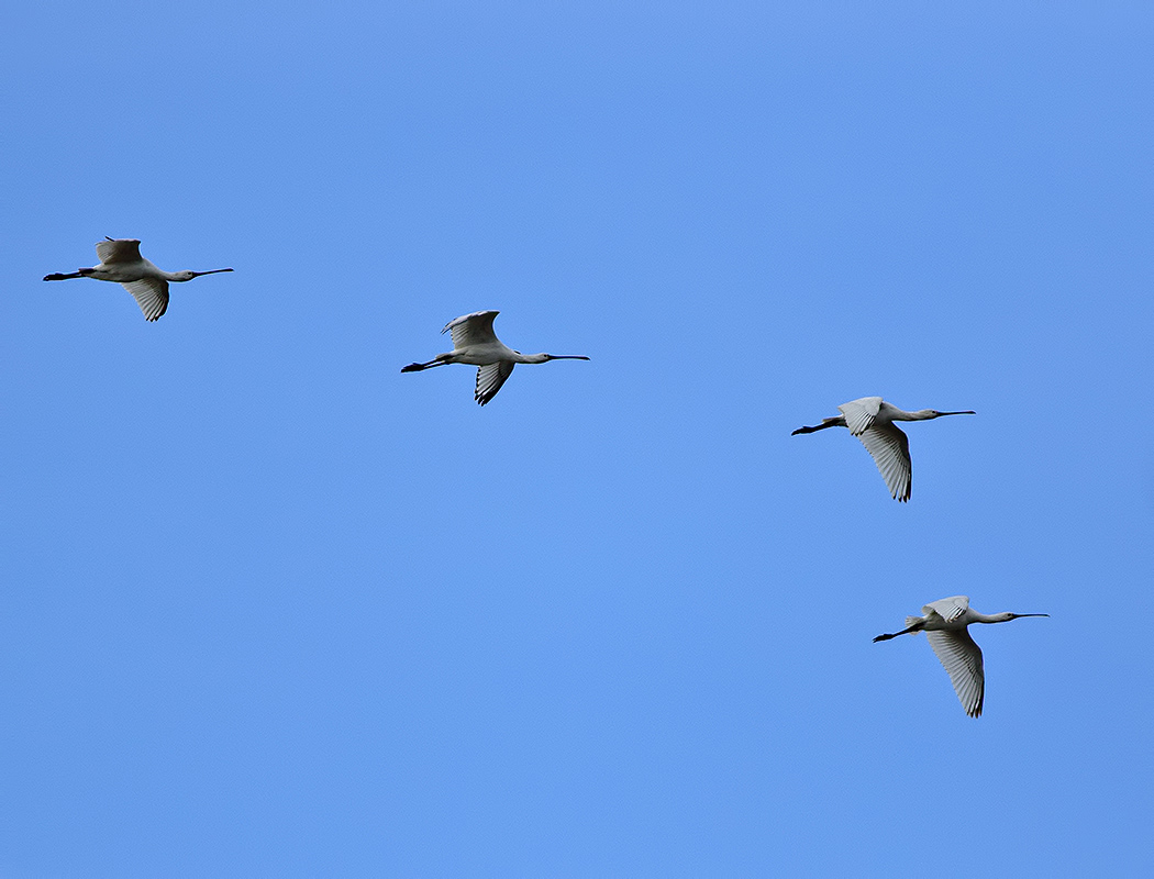 Eurasian Spoonbill