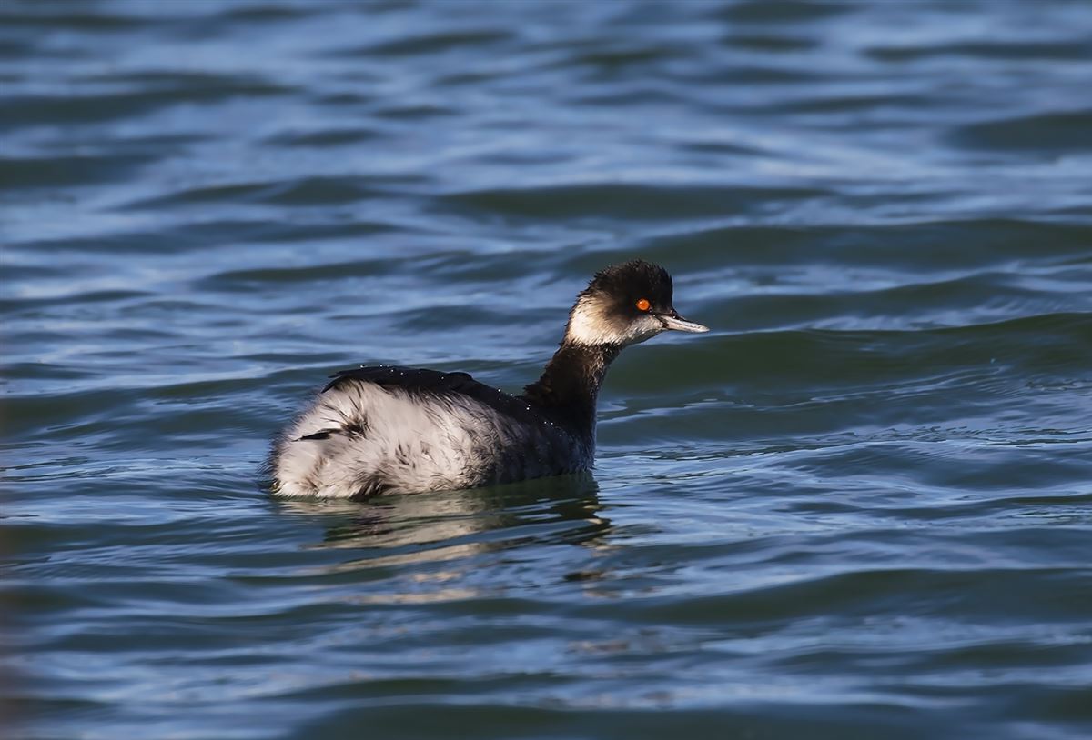 Black-necked Grebe