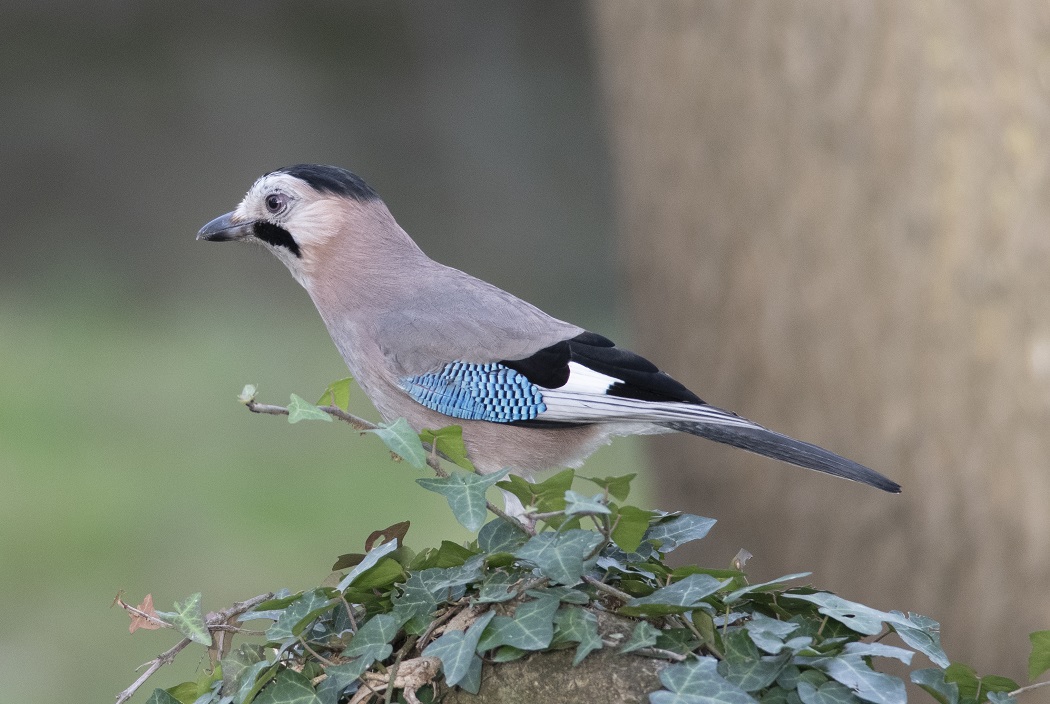 Eurasian Jay