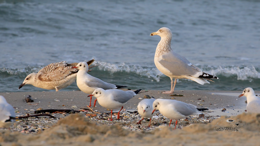 European Herring Gull