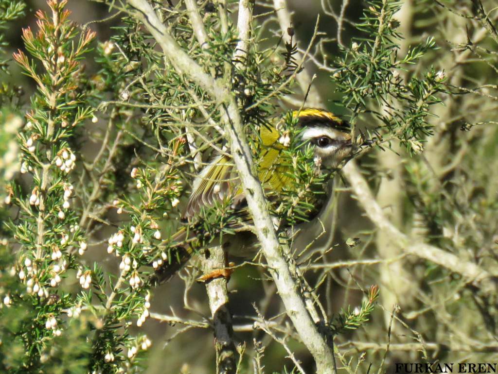 Common Firecrest