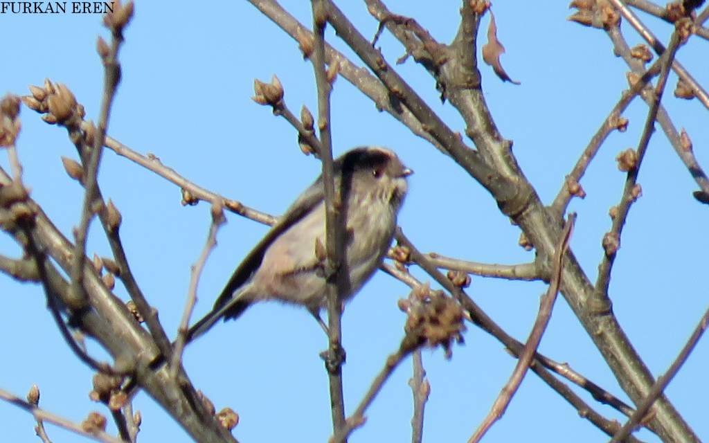 Long-tailed Tit