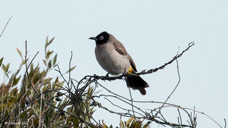 White-spectacled Bulbul