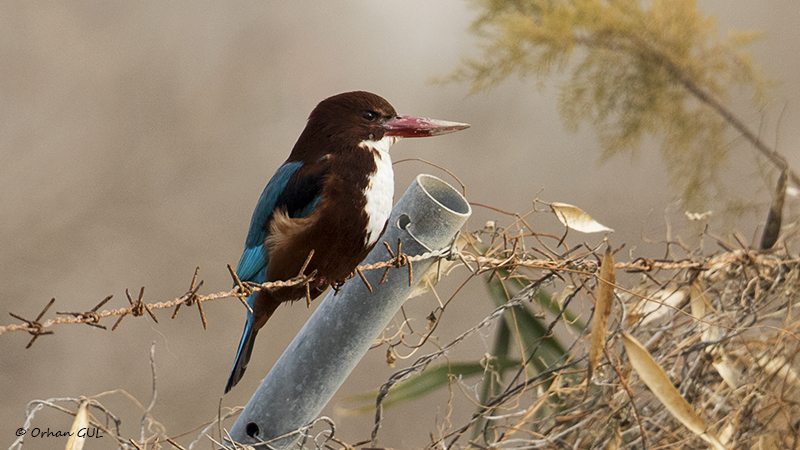 White-throated Kingfisher