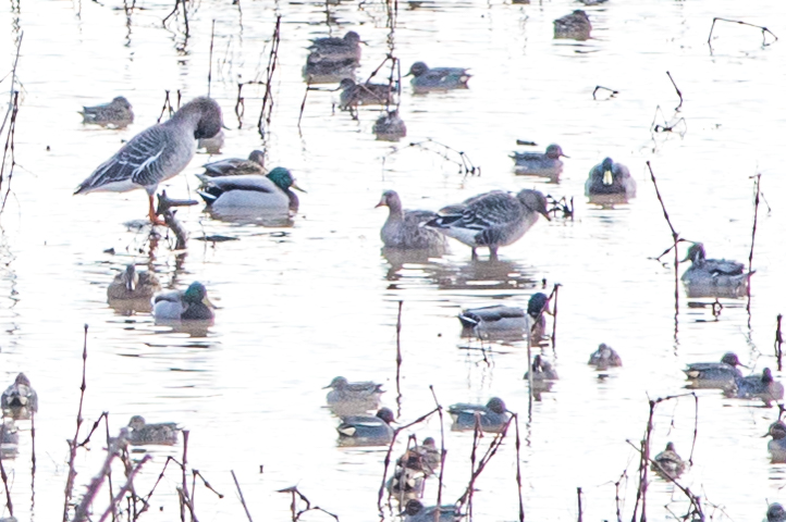 Greater White-fronted Goose