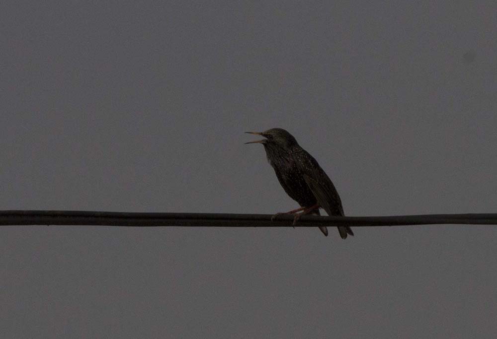 Common Starling