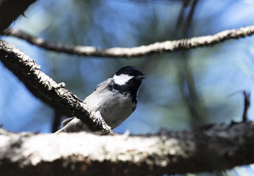 Coal Tit