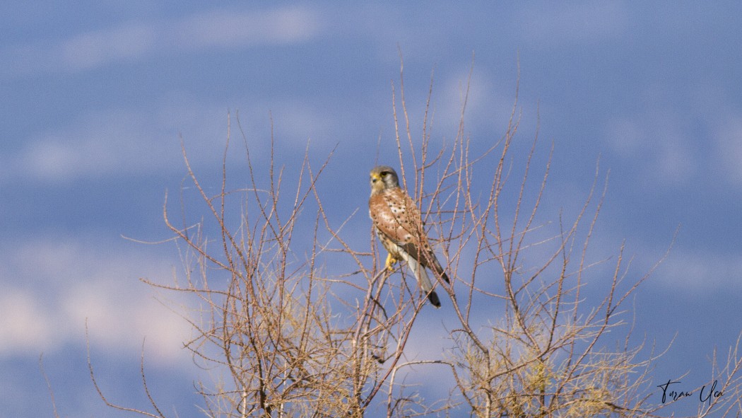 Common Kestrel