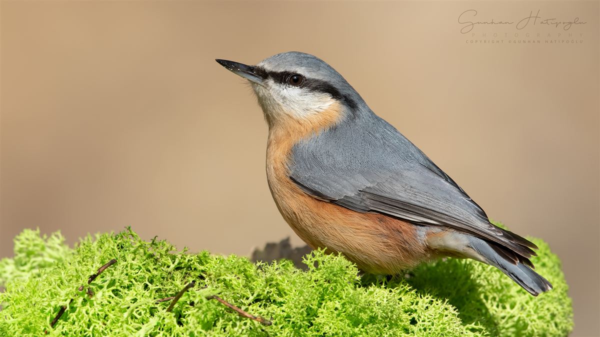 Eurasian Nuthatch